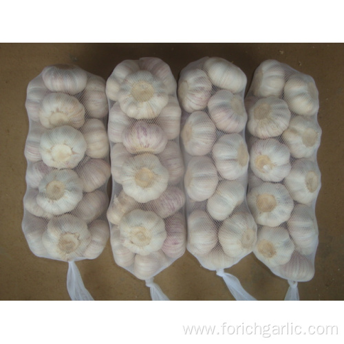 Packed  in 1kg bag Normal White Garlic